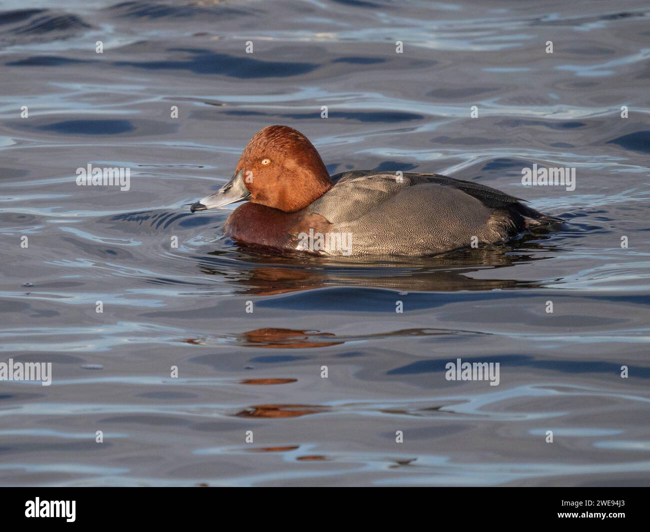 Male Aythya hybrid (Pochard x Ferruginous Duck), Ouse Washes, Welney, Norfolk, UK Stock Photo