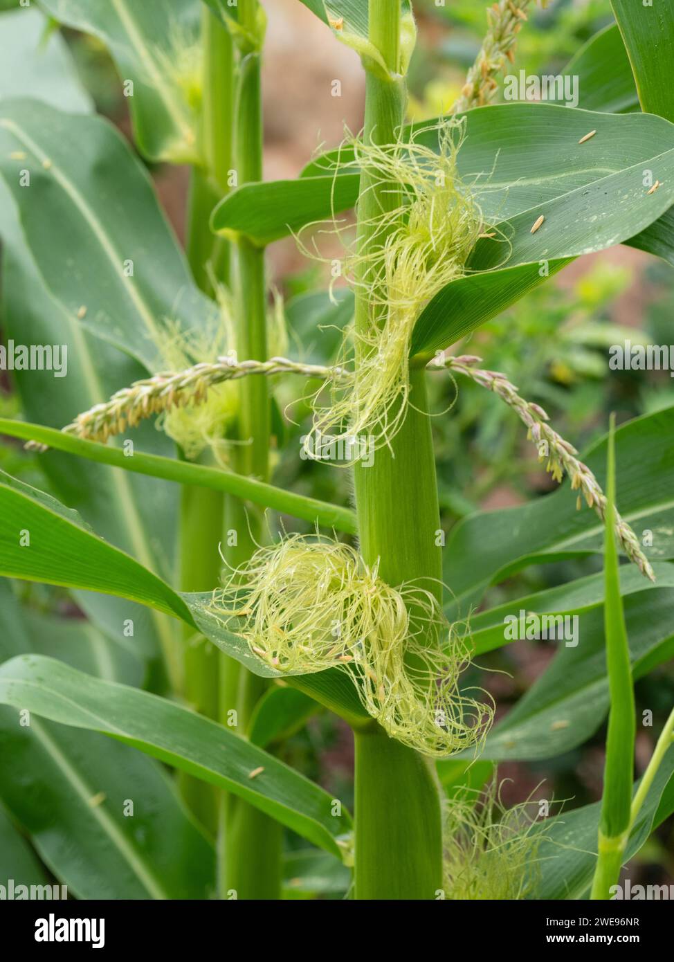Corn growth stages hires stock photography and images Alamy