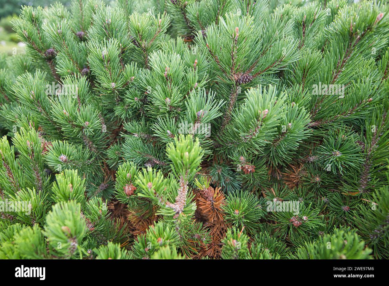 France miniature, park tourist attraction in Élancourt, France, Low mountain pine, Pinus Mugo Stock Photo