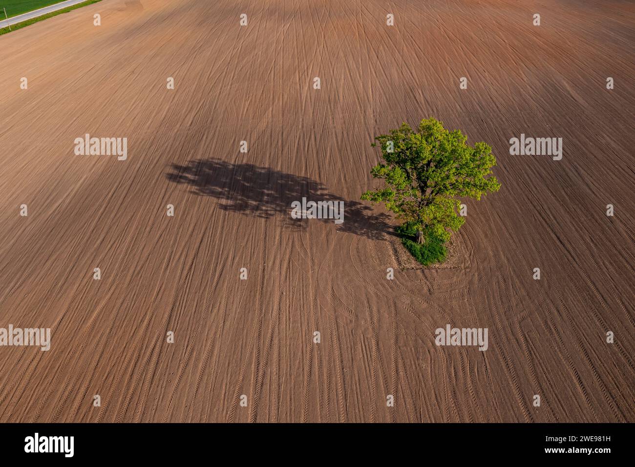 top down aerial view on a lone tree in the middle of a cultivated field ...