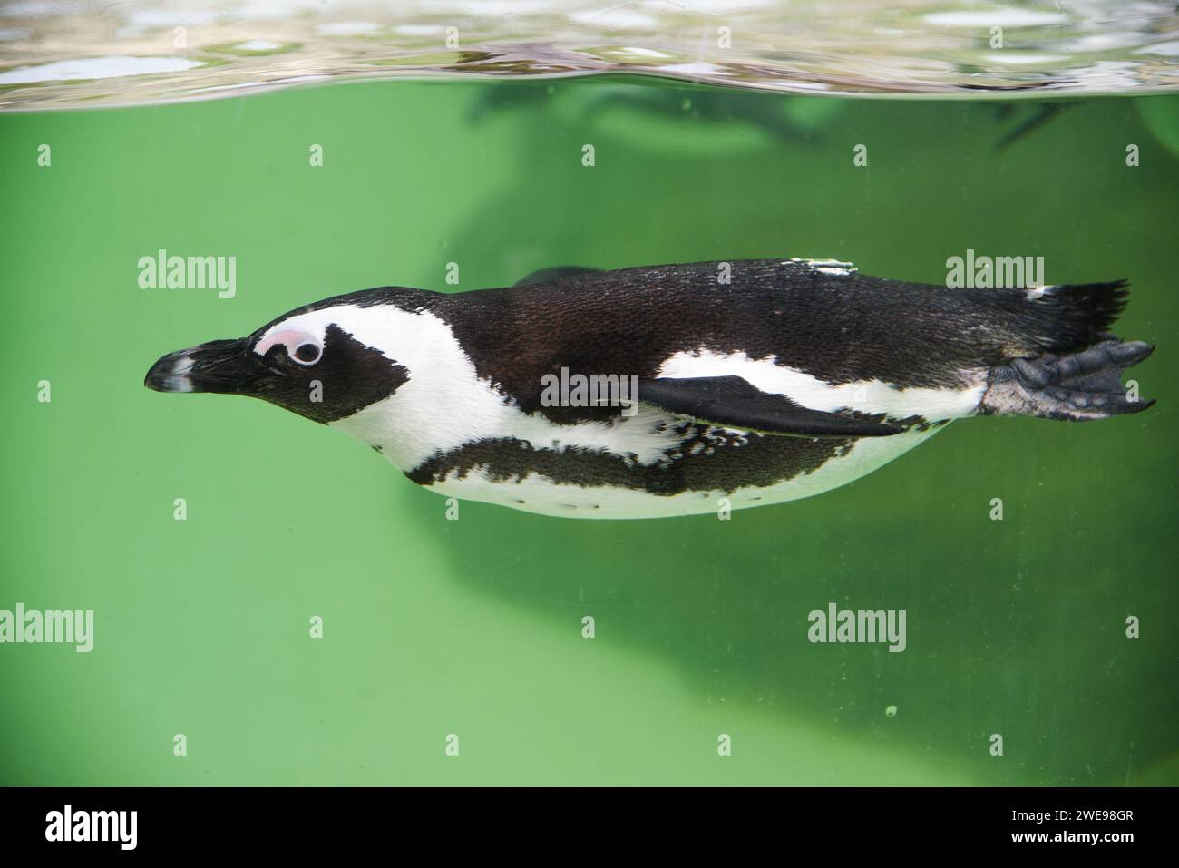 Penguin swimming in green water in the aquarium Stock Photo - Alamy