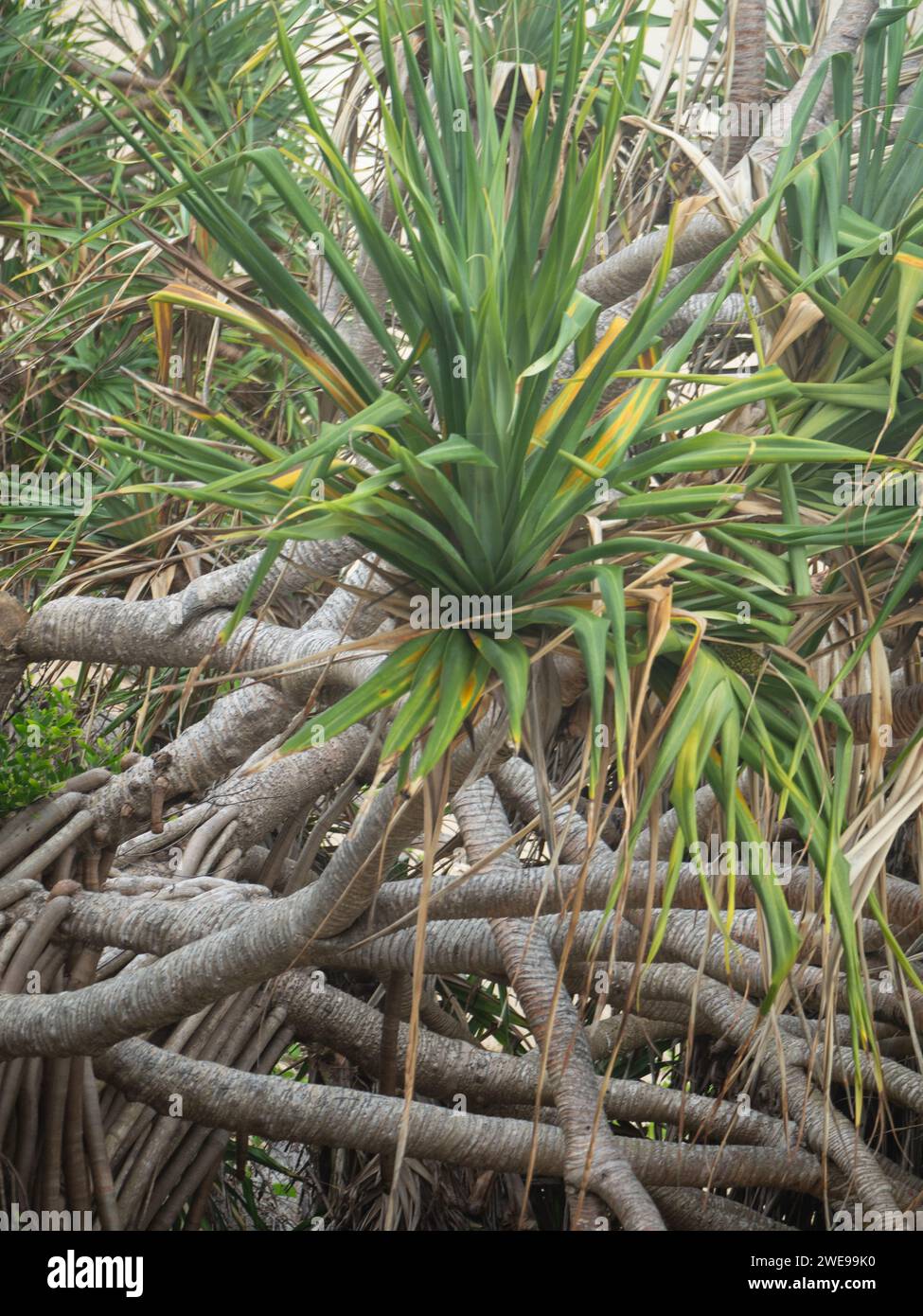 Tangles of branches hi-res stock photography and images - Alamy