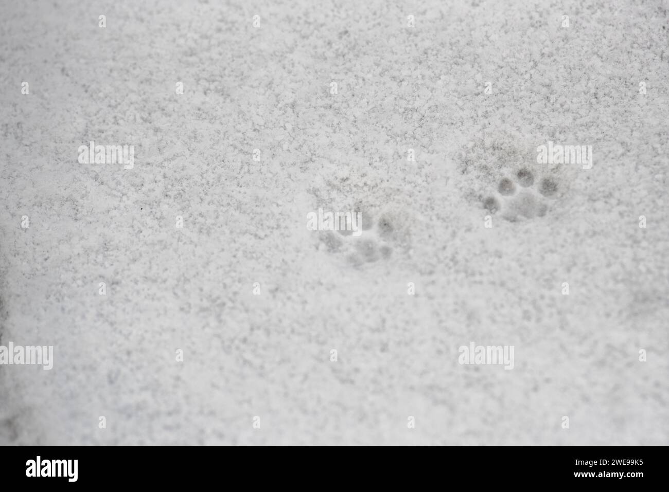 Cat paws in the snow, snow texture with cat paws Stock Photo Alamy