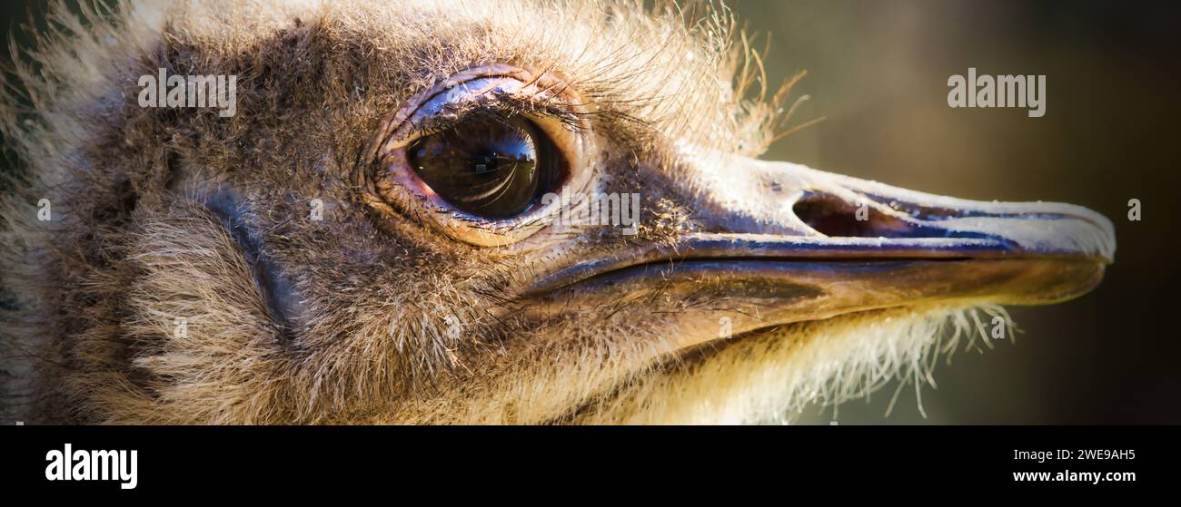 Ostrich at Dartmoor Zoo, UK Stock Photo