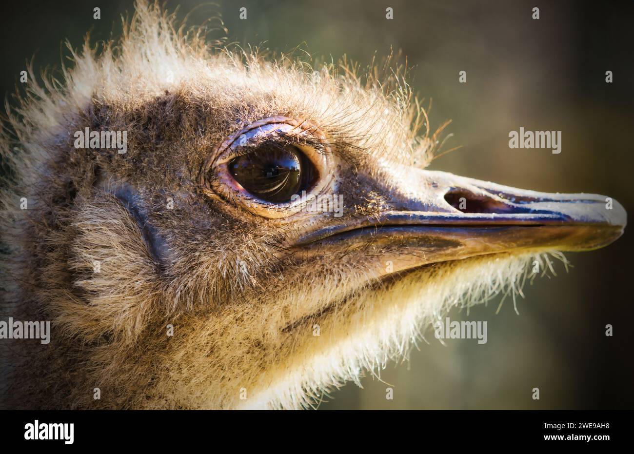 Ostrich at Dartmoor Zoo, UK Stock Photo