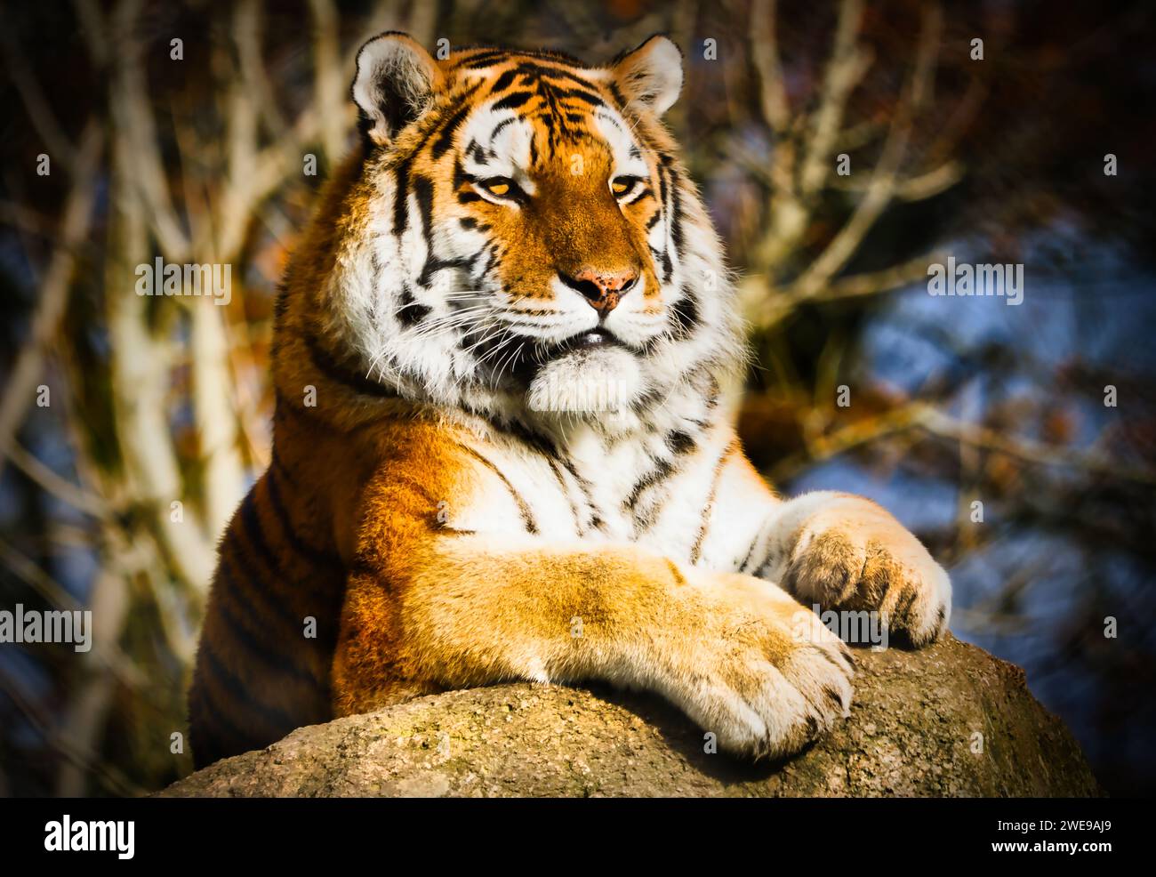 Head shot of an endangered Amur Tiger. Image taken at Dartmoor Zoo, UK. Stock Photo