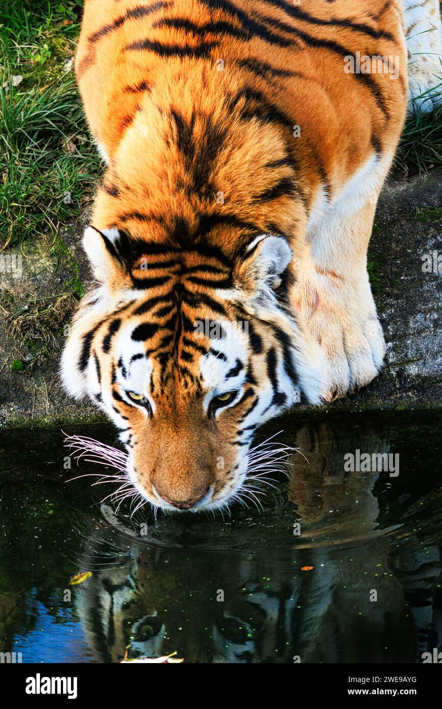 Head shot of an endangered Amur Tiger. Image taken at Dartmoor Zoo, UK. Stock Photo