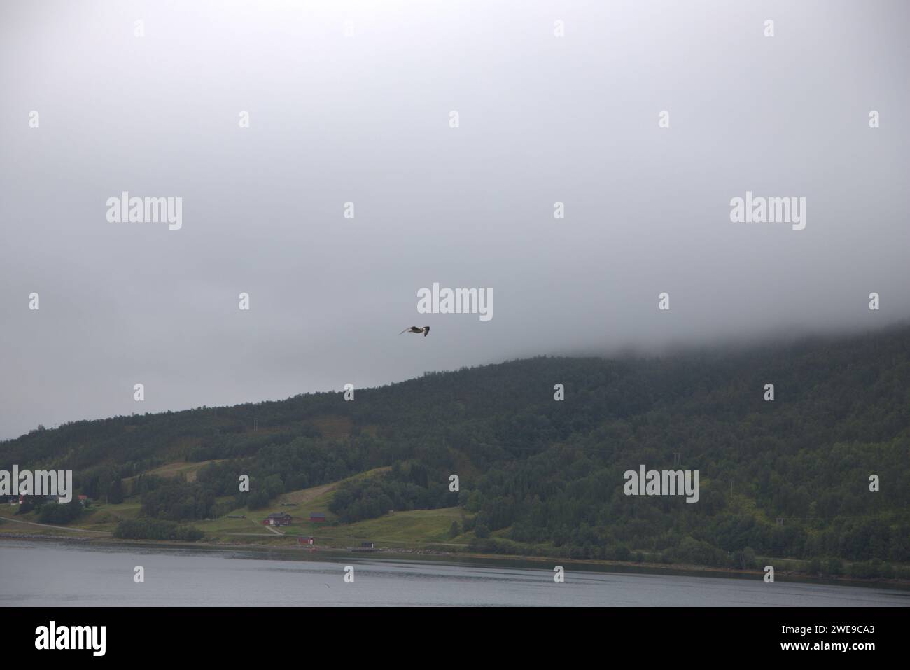 Seabird flying over Tromsdalen fjord Stock Photo