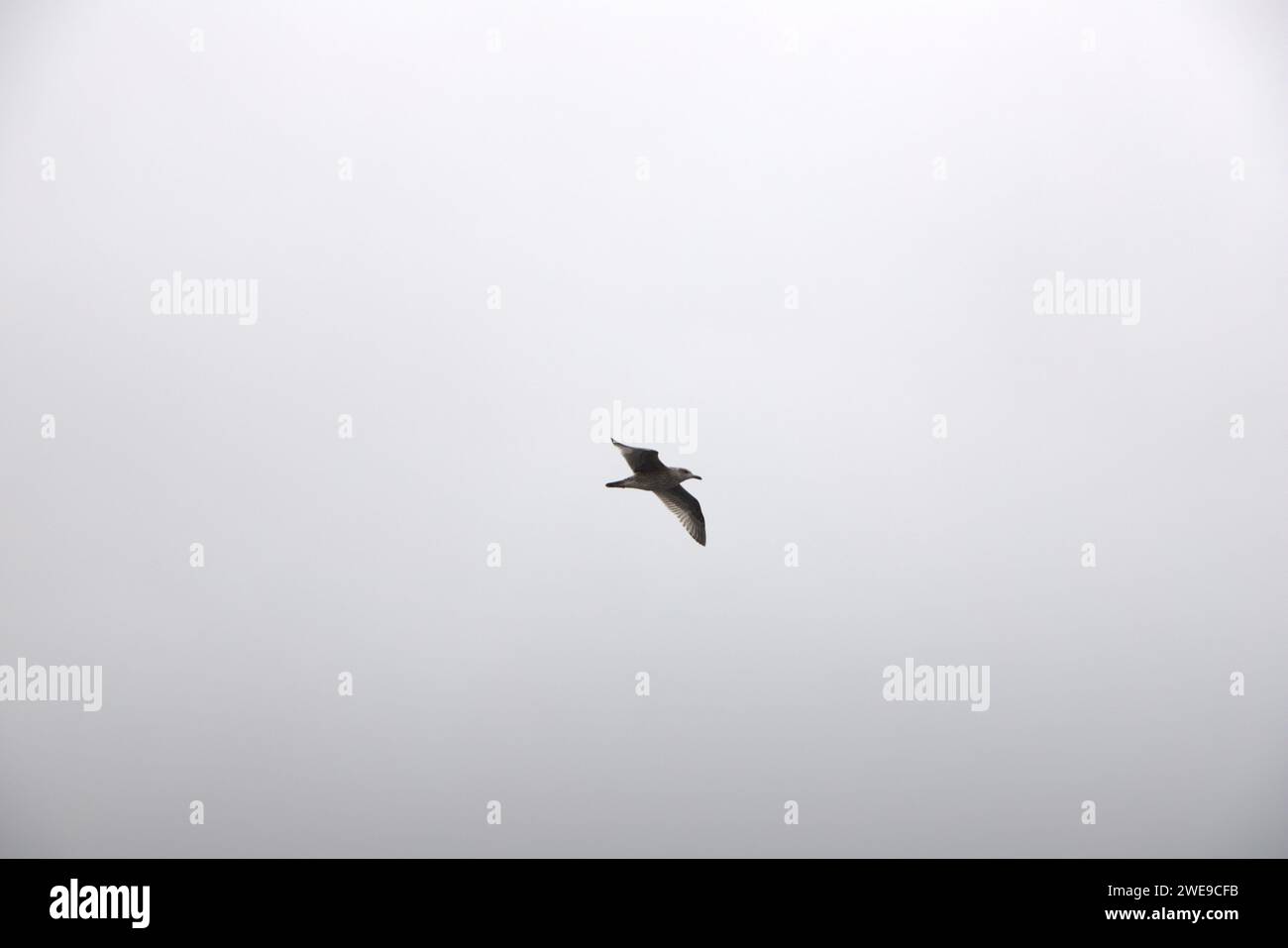 Seagull in Norway Stock Photo