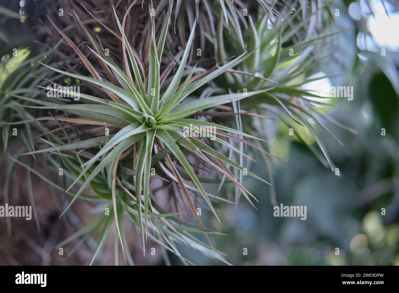 air plant with scientific name Tillandsia, isolated on wooden background. Stock Photo