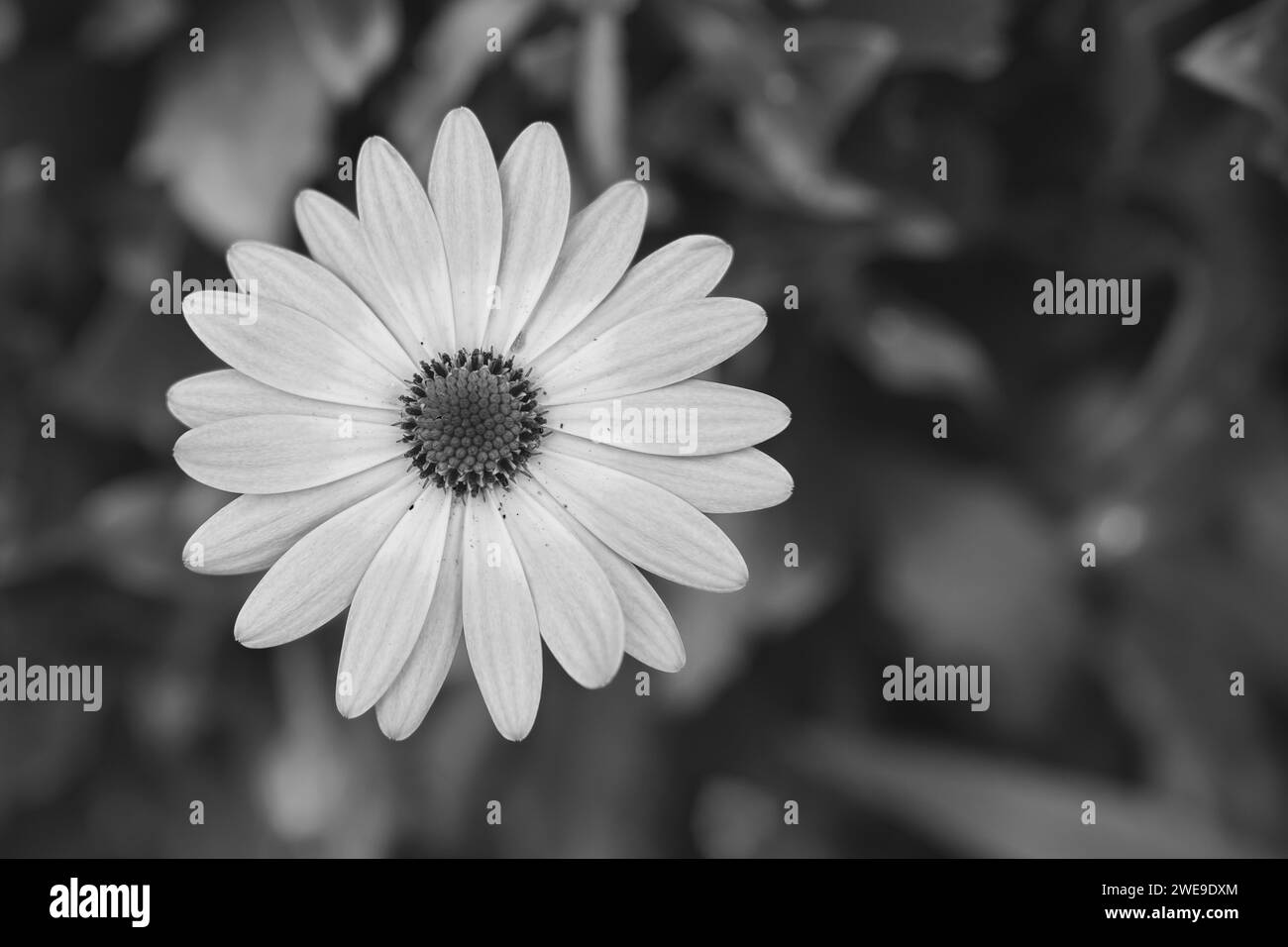 close up of white daisy on artistic background with soft focus Stock Photo