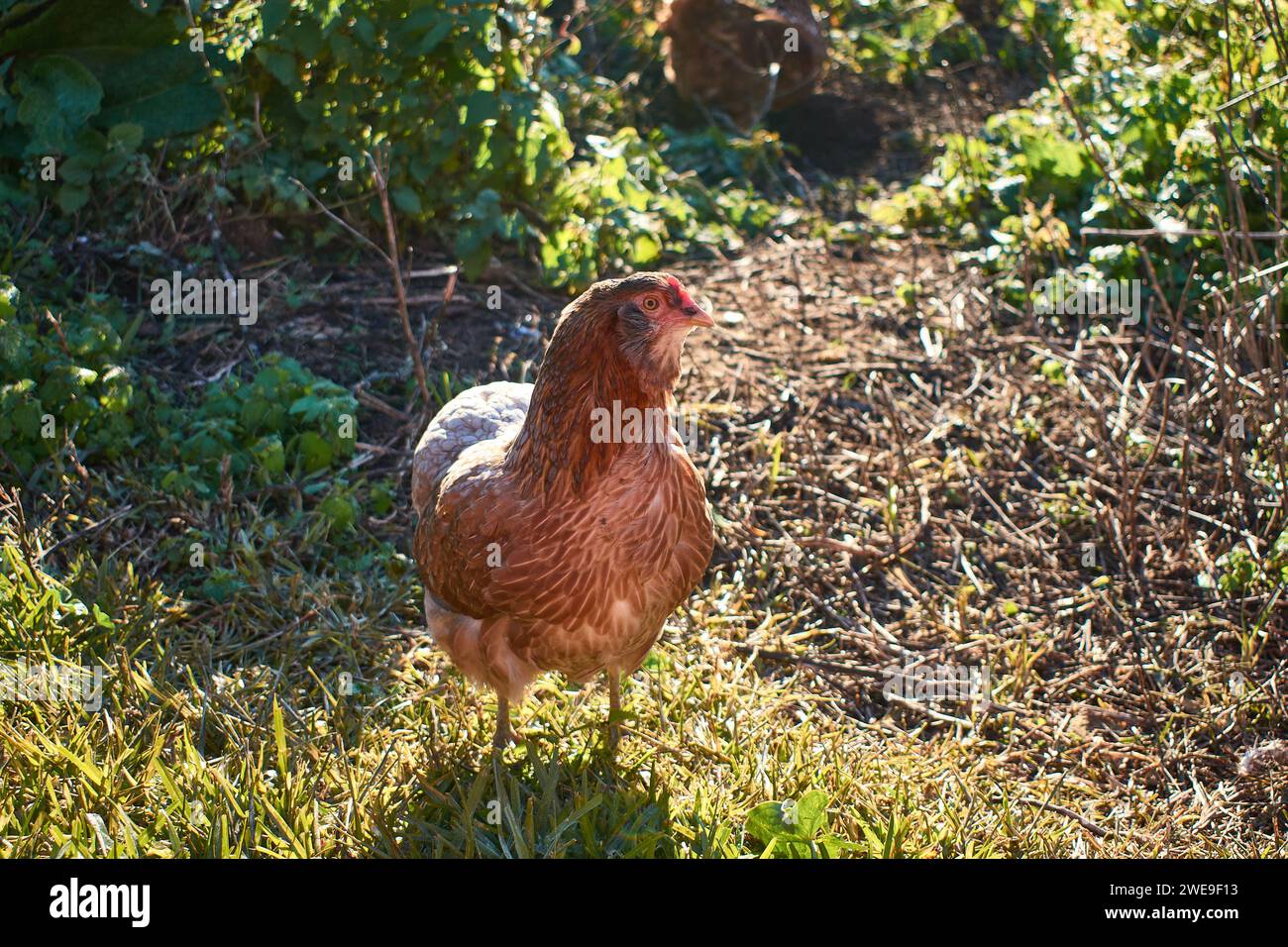 Free-living Araucana chicken on the farm that produces blue eggs Stock Photo
