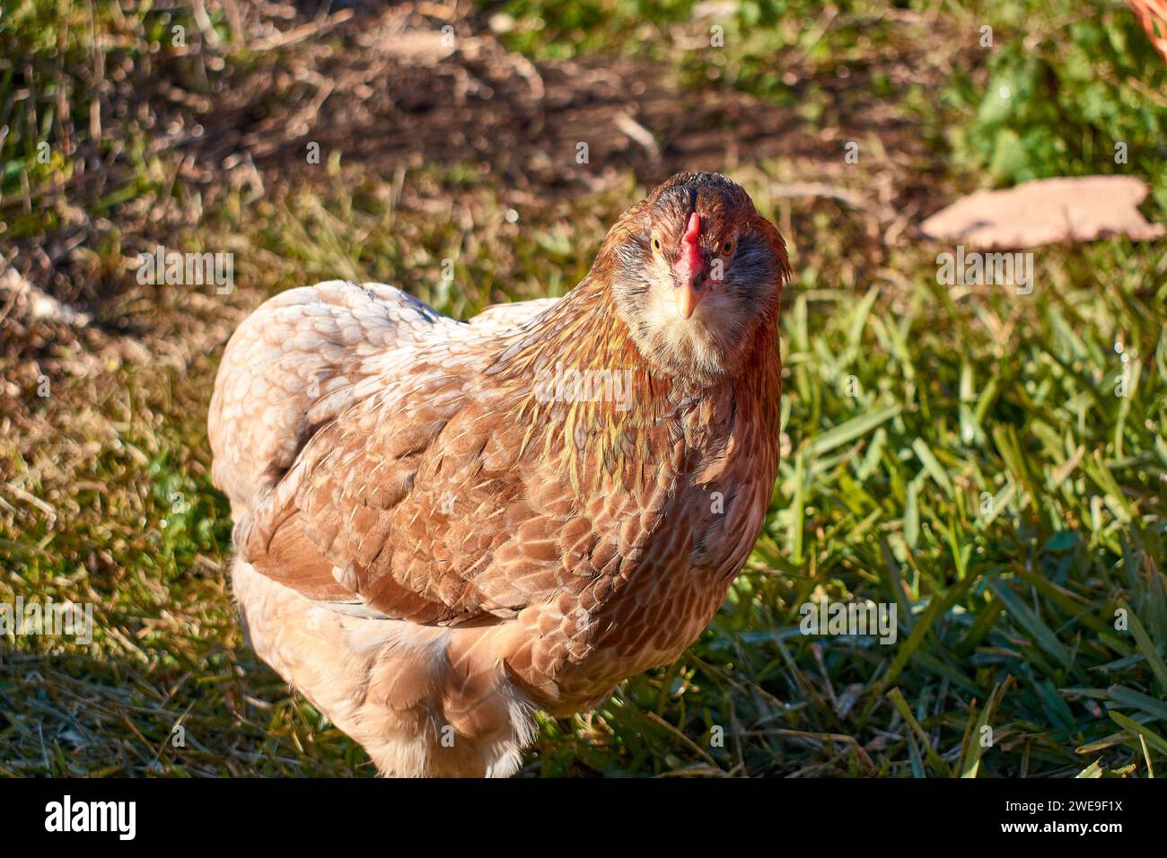Free-living Araucana chicken on the farm that produces blue eggs Stock Photo