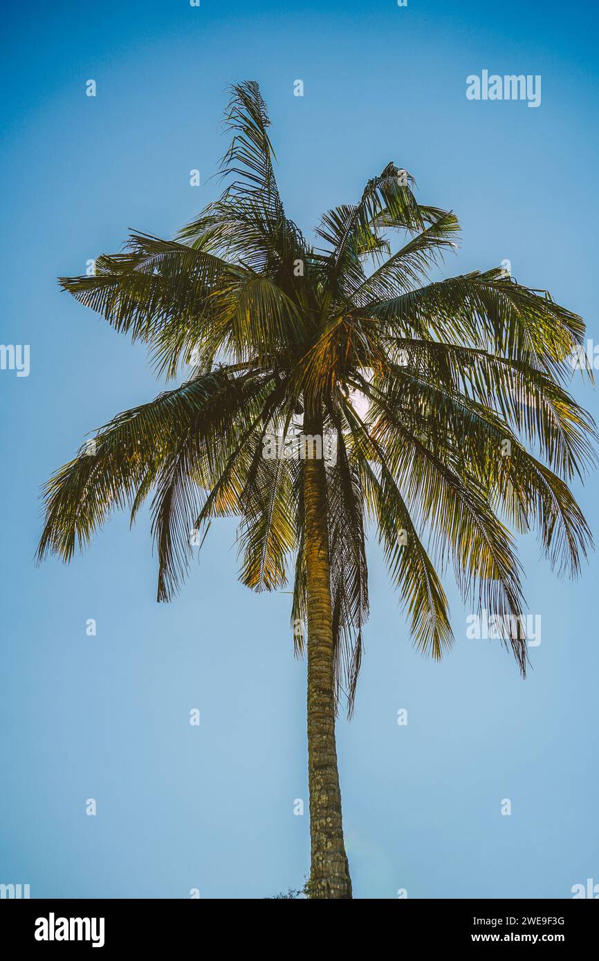 Landscape of coconut palm tree on tropical beach in summer of Thailand. Very tall coconut palm trees soars into the against cloud and blue sky. Stock Photo