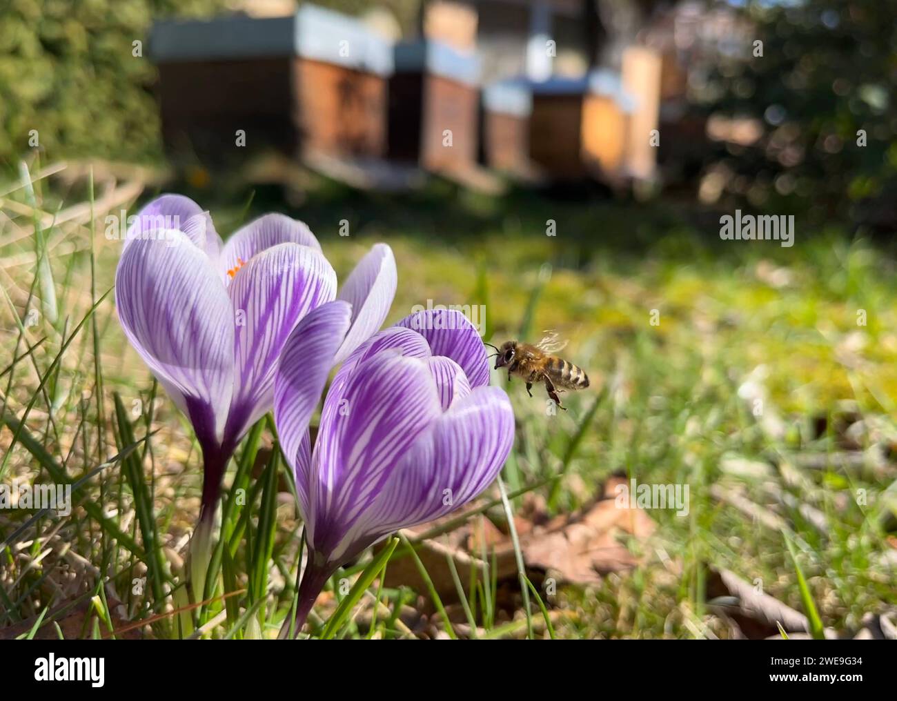 16.03.2023, Berlin, GER - Honigbiene im Anflug auf einen violetten Krokus. Anflug, Apis, Apis mellifera, Arbeitsbiene, aufgeblueht, aussen, Aussenaufnahme, Berlin, Bestaeuber, Beuten, Biene, Bienenbeuten, Bienenkisten, Bienenkunde, Bienenzucht, Biologie, bluehen, bluehend, Bluete, Bluetenpflanze, Bluetenstand, Bluetezeit, Botanik, botanisch, Crocus, deutsch, Deutschland, Einzeltier, Europa, europaeisch, Europaeische Honigbiene, Fauna, fliegen, fliegt, Flora, Flug, Flugbiene, Fluginsekt, Fruehjahr, Fruehling, Garten, Gartenpflanze, Gewaechs, Gliederfuesser, Hautfluegler, Honigbiene, Imkerei, In Stock Photo