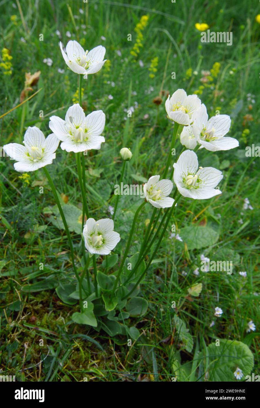 Grass of Parnassus (Parnassia palustris), overhead view of a cluster of flowerheads growing in dune slacks at Bettyhill, Sutherland, Scotland, July Stock Photo