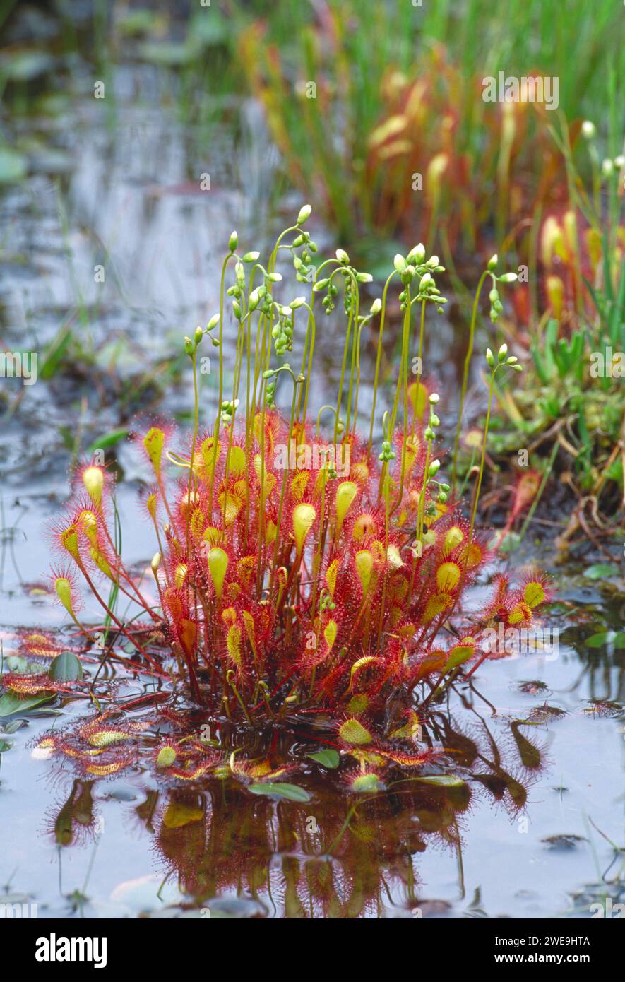 Great Sundew (Drosera anglica) growing in a bog at the Beinn Eighe National Nature Reserve, Wester Ross, Scotland, July 2001 Stock Photo
