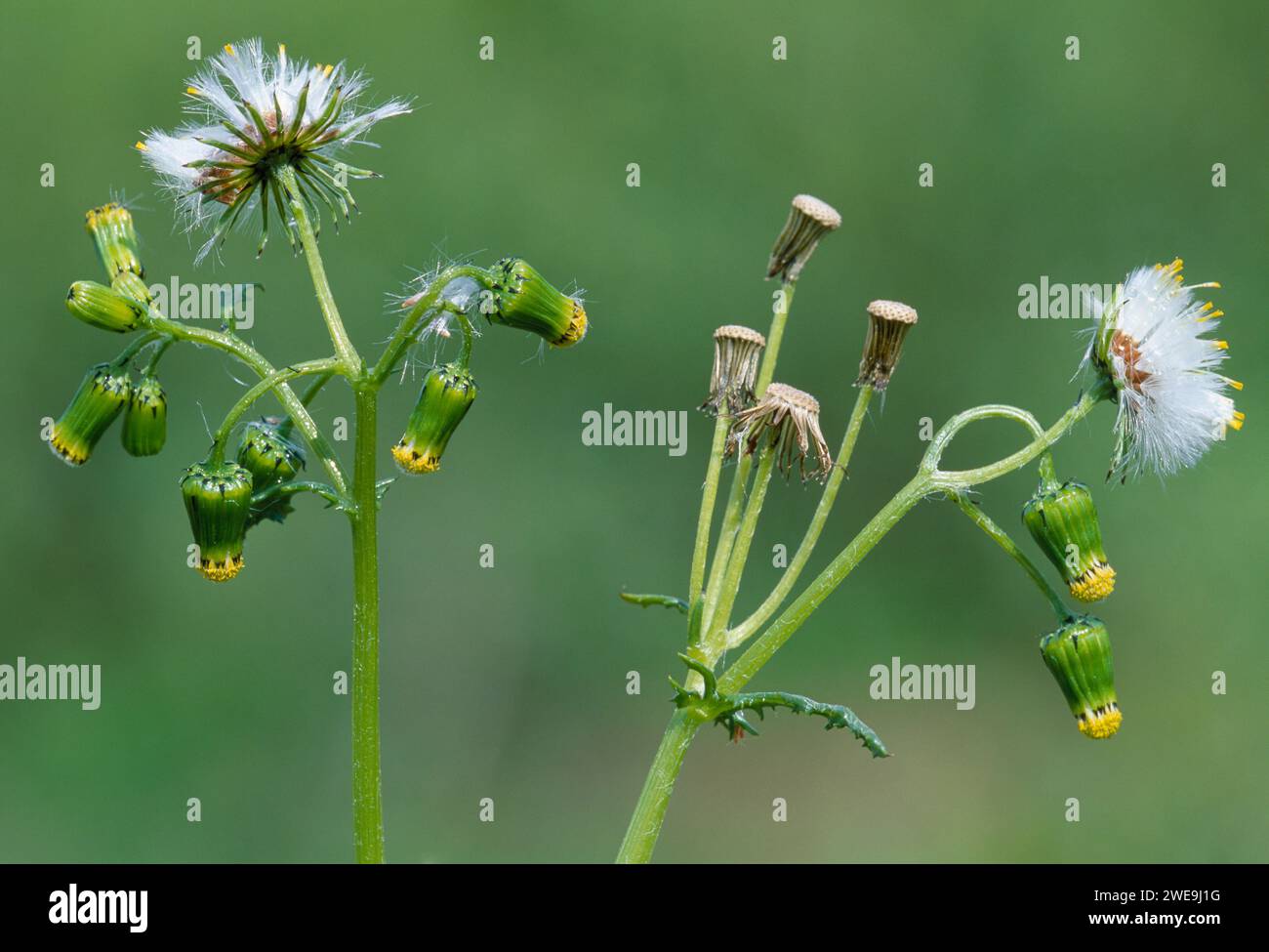 Groundsel (Senecio vulgaris) flowering plant also showing first seed ...