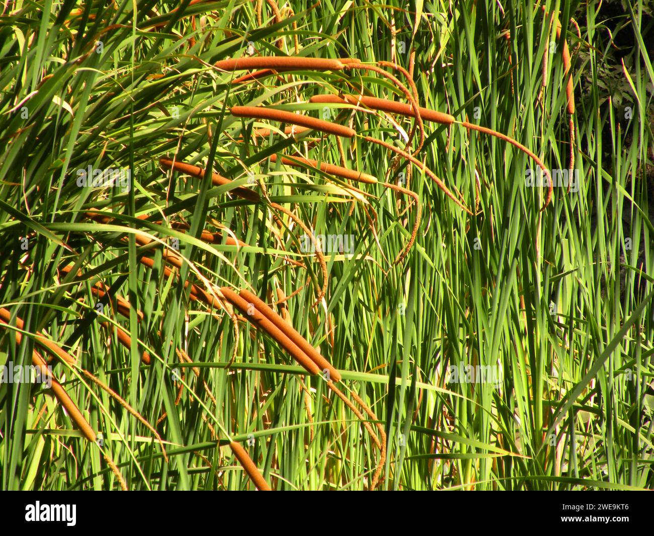 Cattail (Typha domingensis) growing in water. Stock Photo