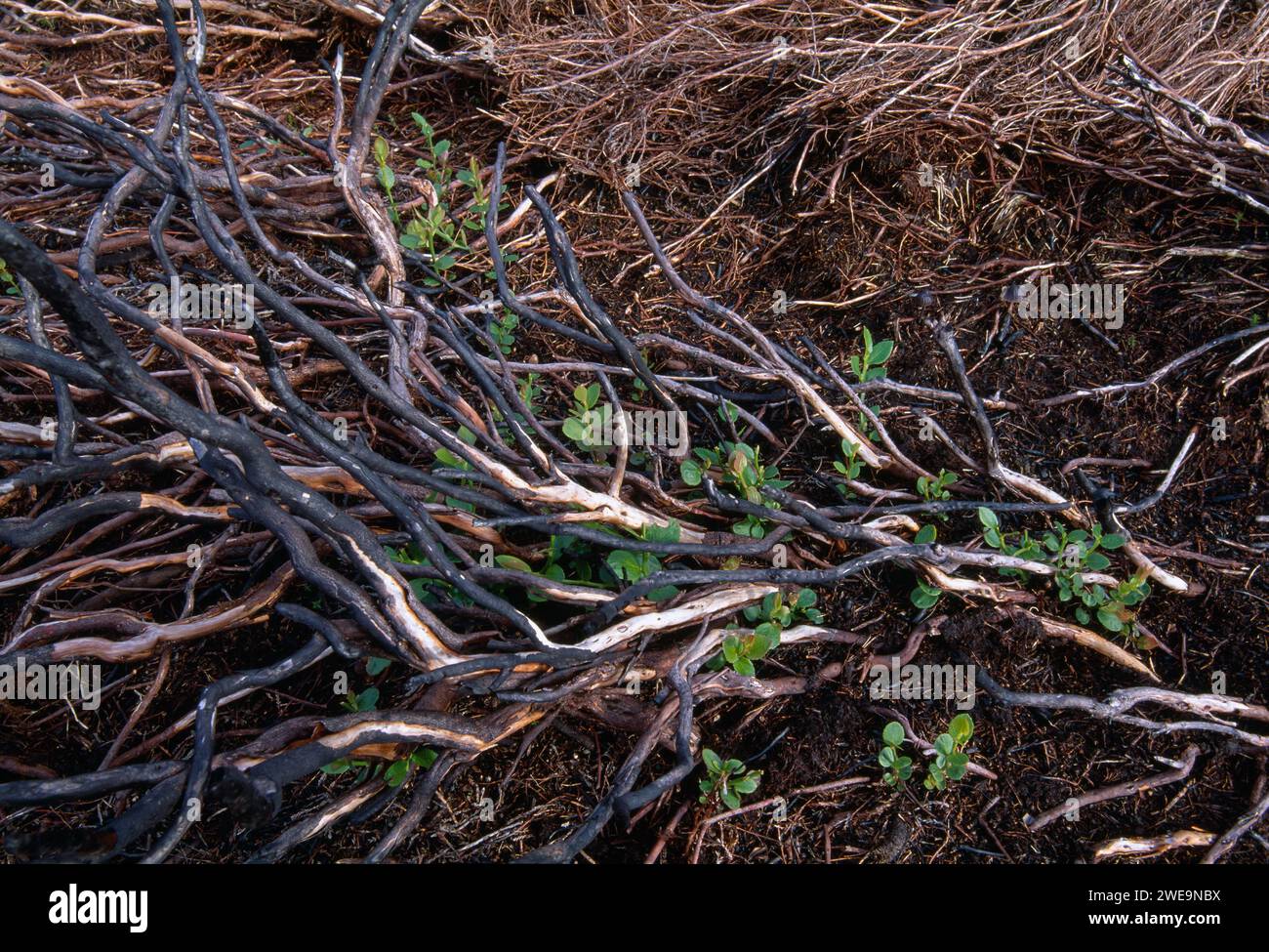 Ling Heather (Calluna vulgaris) charred stems of mature plant after controlled burning on a managed grouse moor with fresh regenerating shoots. Stock Photo