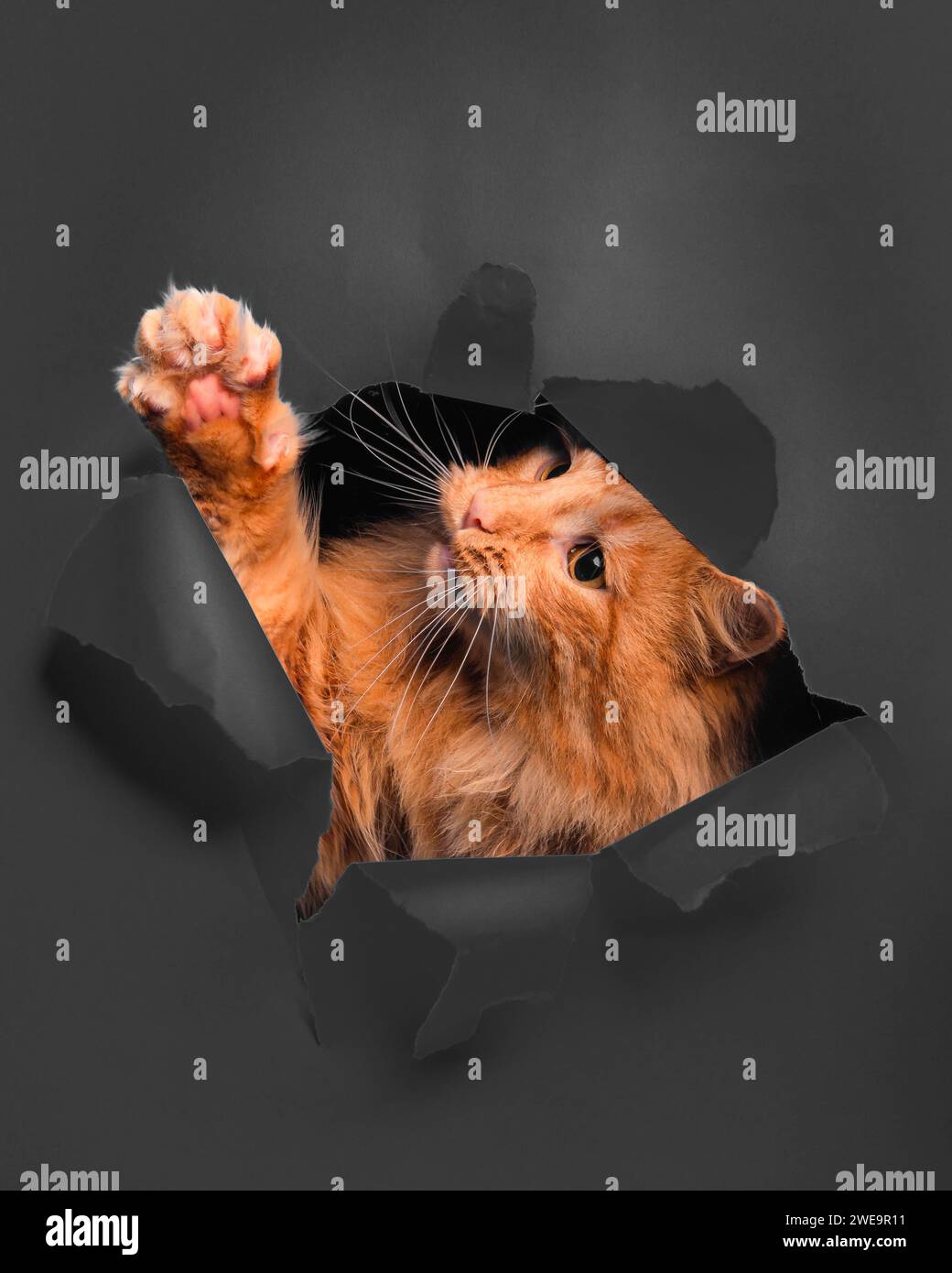 Ginger Tom playing, looking through ripped paper. Stock Photo