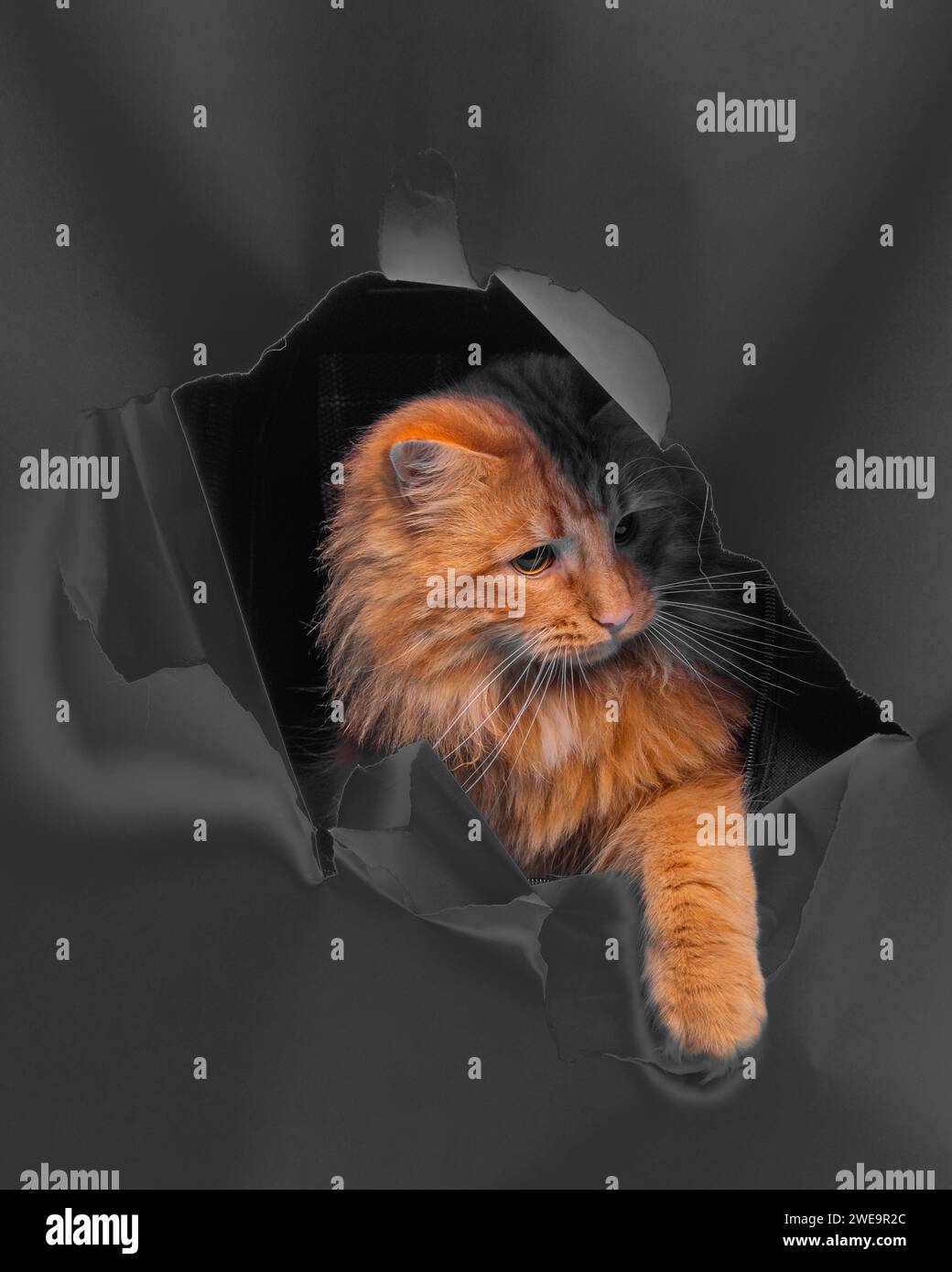 Ginger Tom playing, looking through ripped paper. Stock Photo
