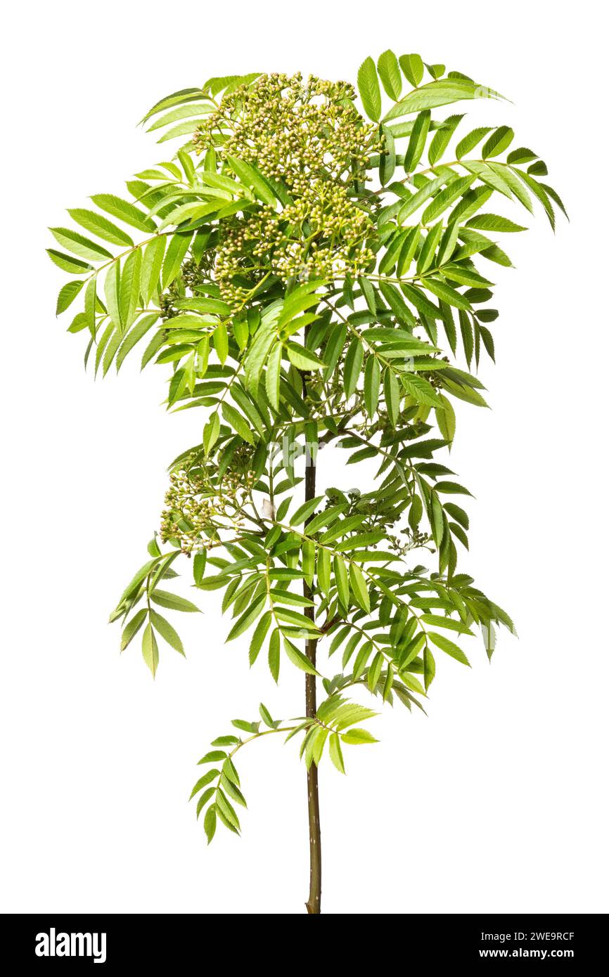 Eberesche Lateinischer Name