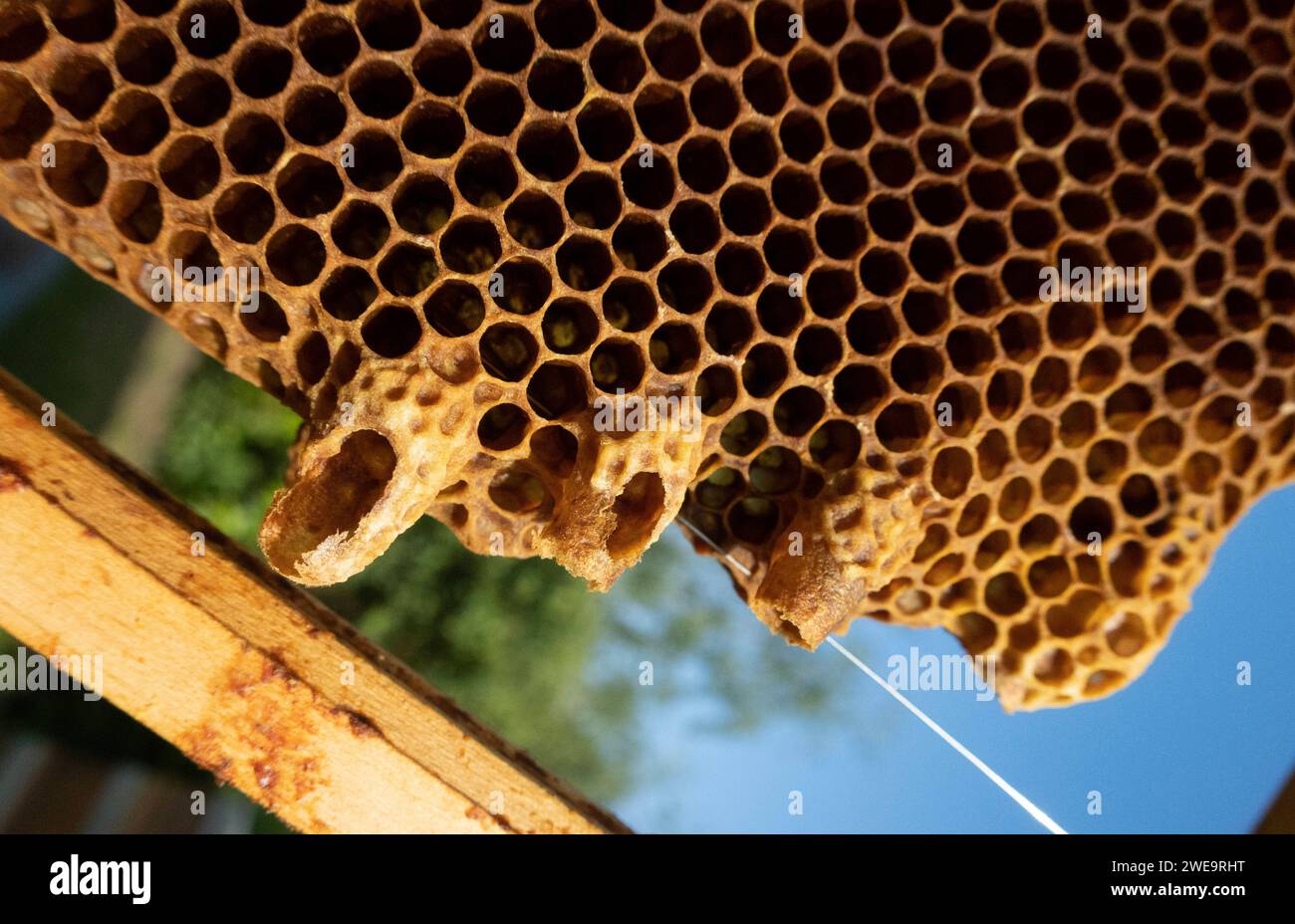 24.05.2023, Berlin, GER - Geoeffnete Weiselzellen am Rand einer Bienenwabe. aussen, Aussenaufnahme, Berlin, Bienenkunde, Bienenwabe, Bienenzucht, Biologie, Brutwabe, Brutzellen, Detail, Detailaufnahme, deutsch, Deutschland, Europa, europaeisch, Fruehjahr, Fruehling, geoeffnet, geschluepft. offen, Jahreszeit, Natur, niemand, QF, Querformat, Schwarmzellen, Wabe, Wabenzellen, weisellos, Weisellosigkeit, Weiselzellen, Westeuropa, Zellen 230524D256BERLIN.JPG *** 24 05 2023, Berlin, GER Geoeffnete Weiselzellen am Rand einer Bienenwabe außen, exterior shot, Berlin, bee science, honeycomb, beekeeping, Stock Photo