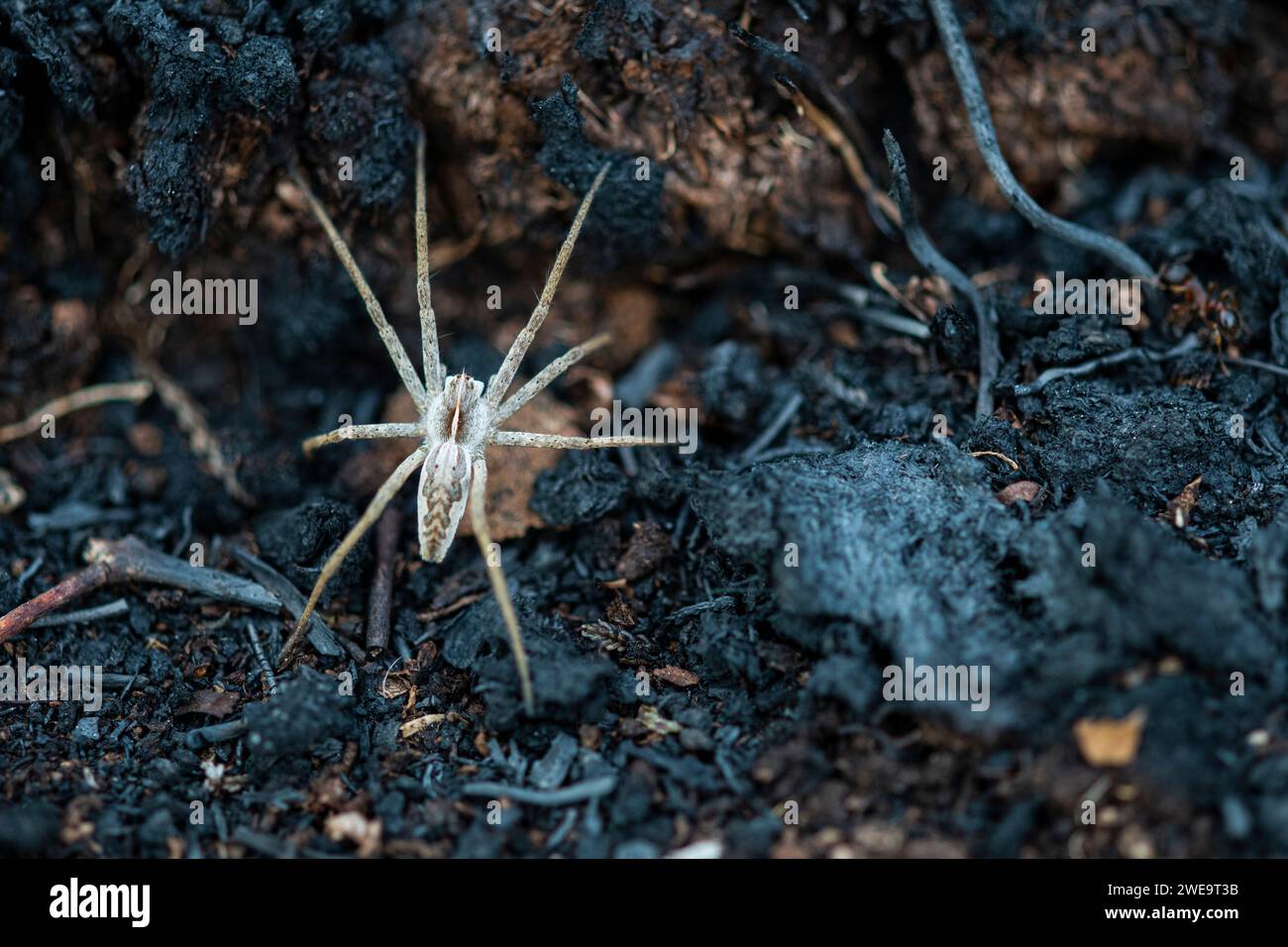 Spinne nach Moorbrand Stock Photo
