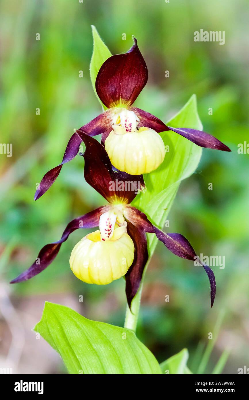 Heimische Orchideen, Frauenschuh, (Cypripedium calceolus), Stock Photo