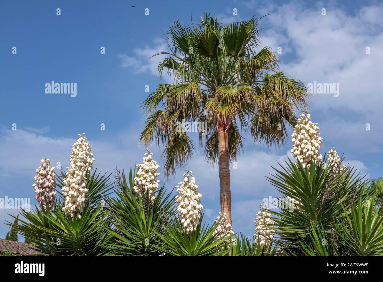 Blühende Palmen in Mallorca. Stock Photo
