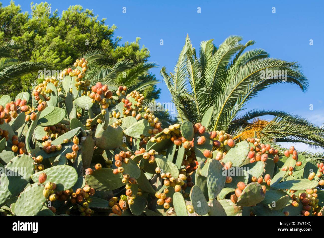 Kaktusfeigen an einem Weg in Mallorca Stock Photo