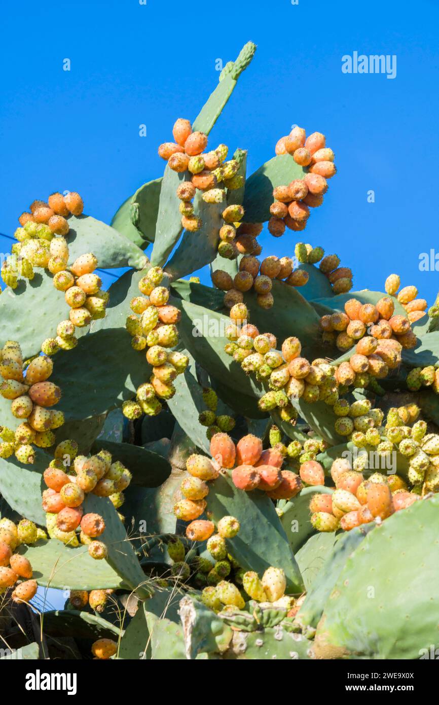 Kaktusfeigen an einem Weg in Mallorca Stock Photo