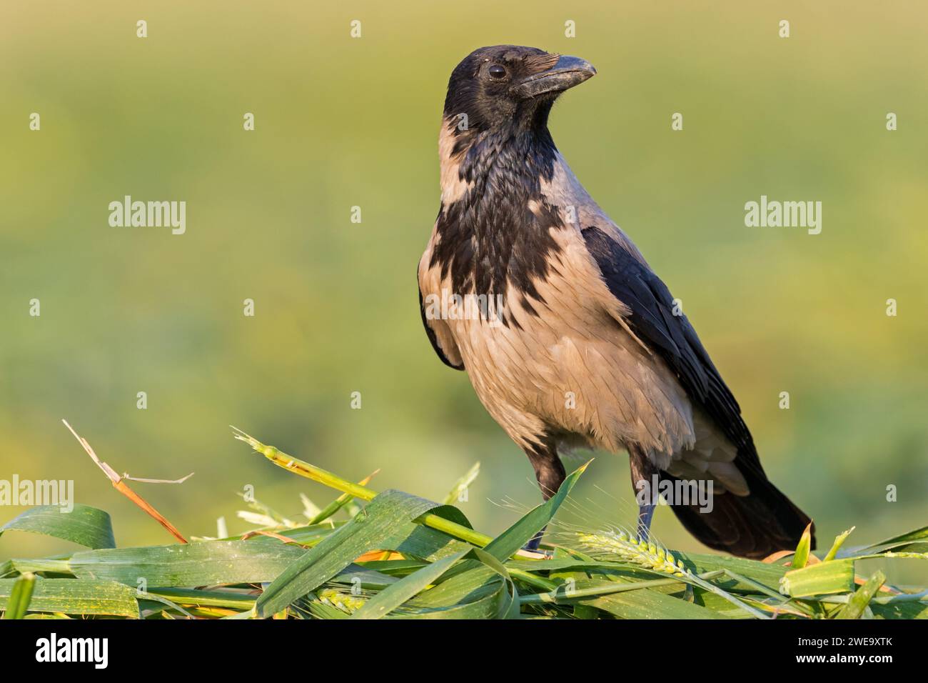 Nebelkrähe, Corvus corone cornix, Corvus cornix, Stock Photo