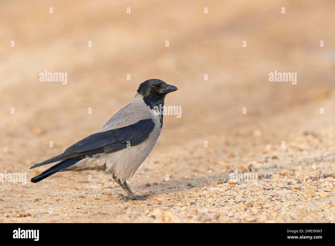 Nebelkrähe, Corvus corone cornix, Corvus cornix, Stock Photo