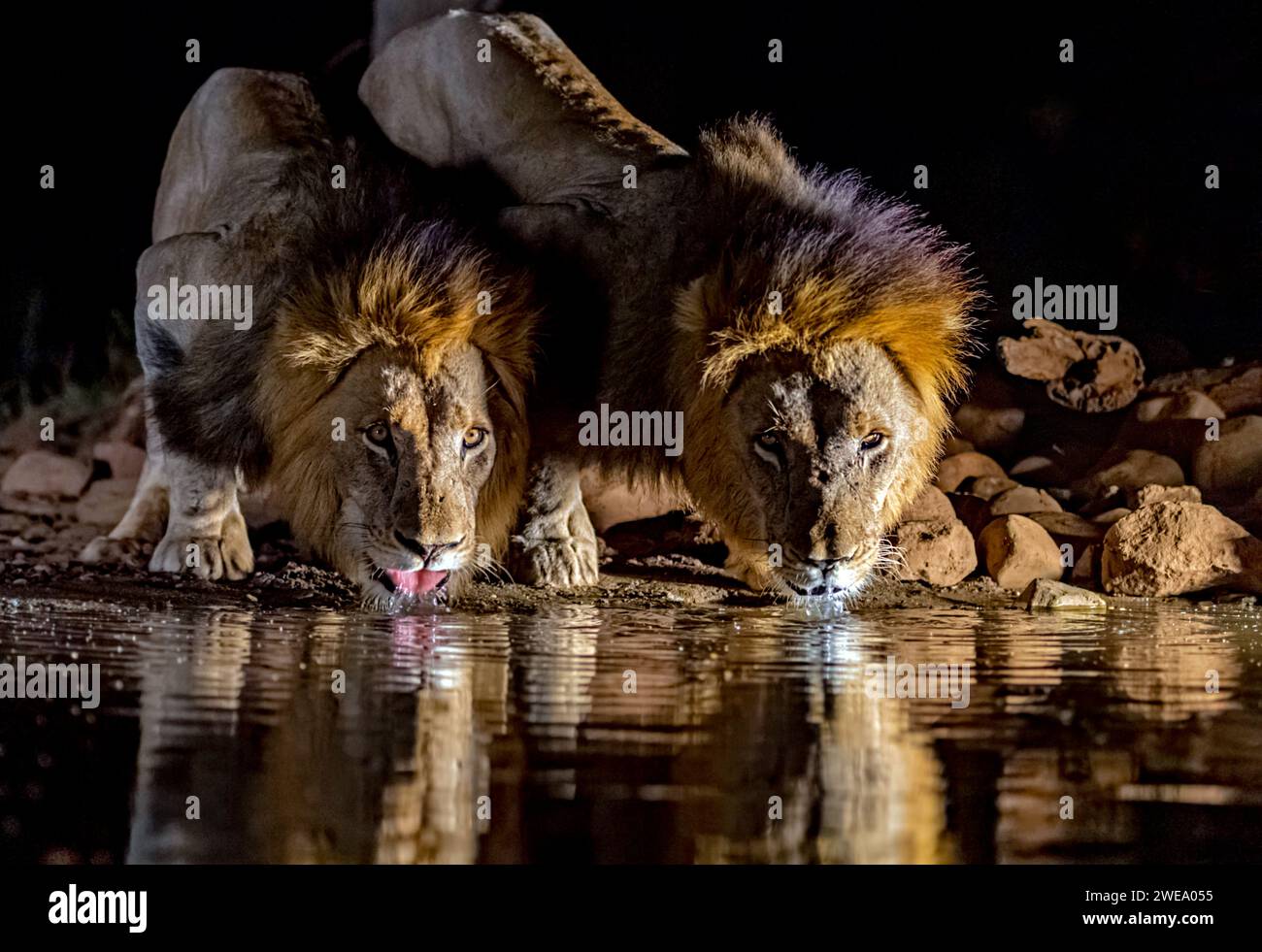 Zwei männliche Löwen trinken nachts Wasser am Wasserloch, Zimanga, South Africa, Private Game Reserve, Stock Photo