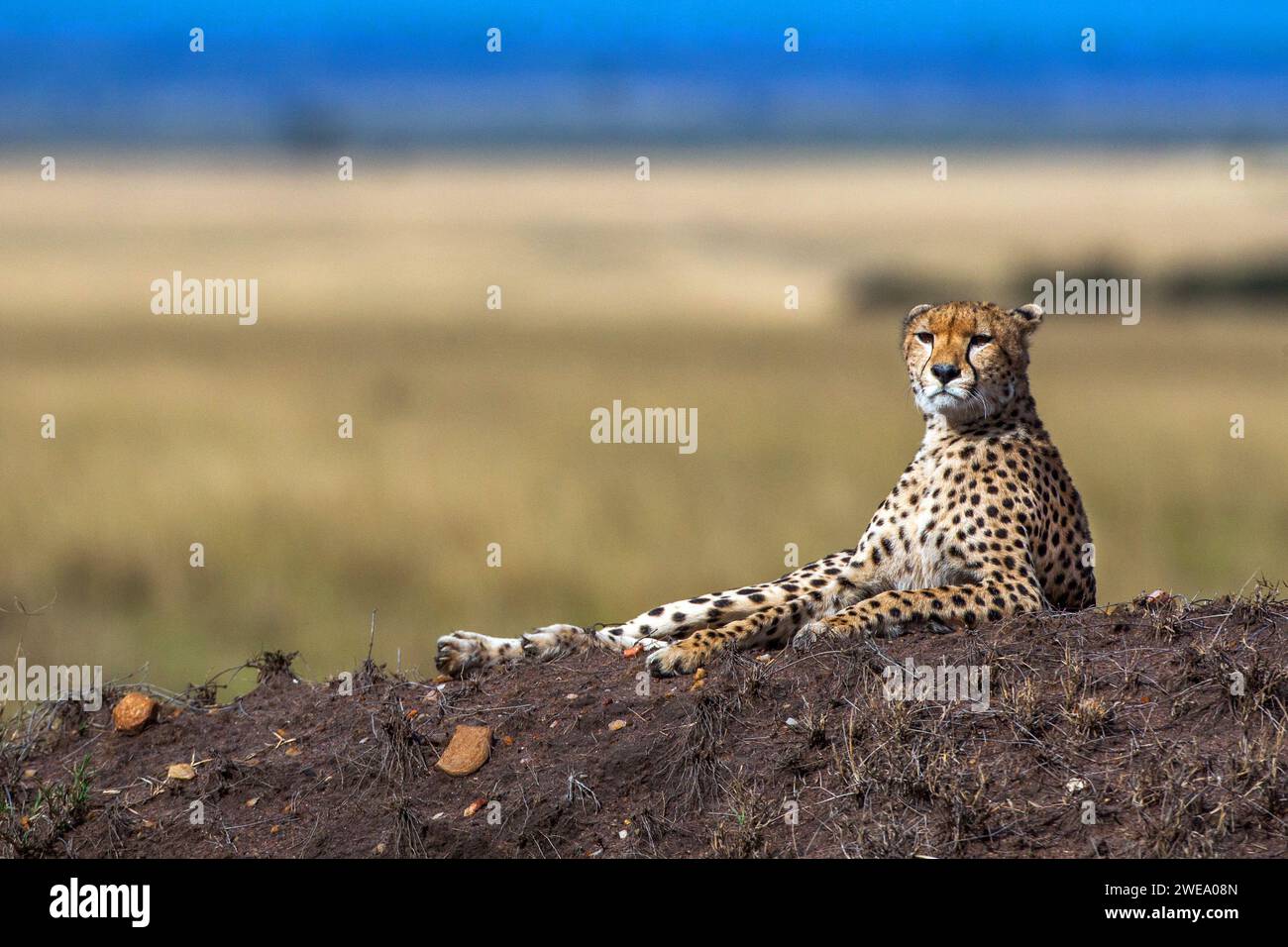 Gepard (Acinonyx jubatus) Stock Photo