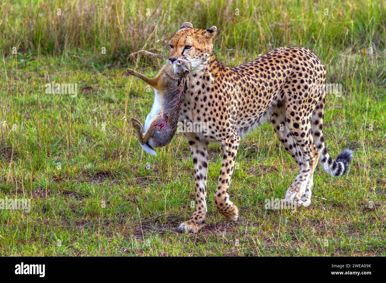 Gepard (Acinonyx jubatus) mit Jagdbeute Stock Photo