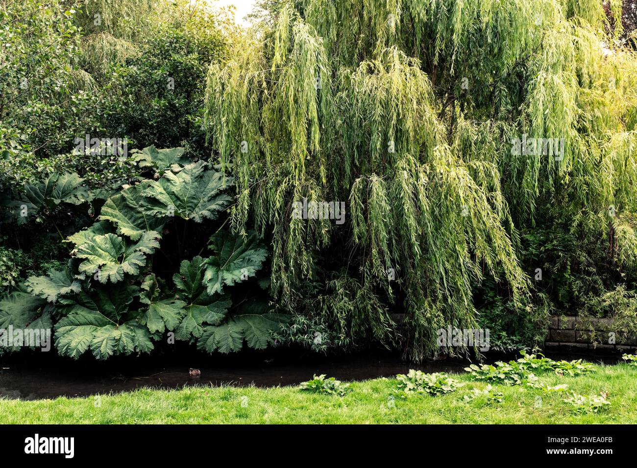 Willow trees Salix and Gunnera manicata growing in Trenance Gardens in ...