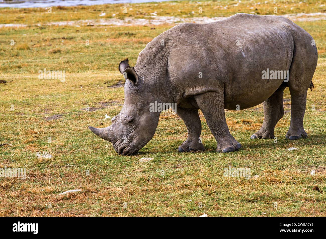 Breitmaulnashorn (Ceratotherium simum) Stock Photo