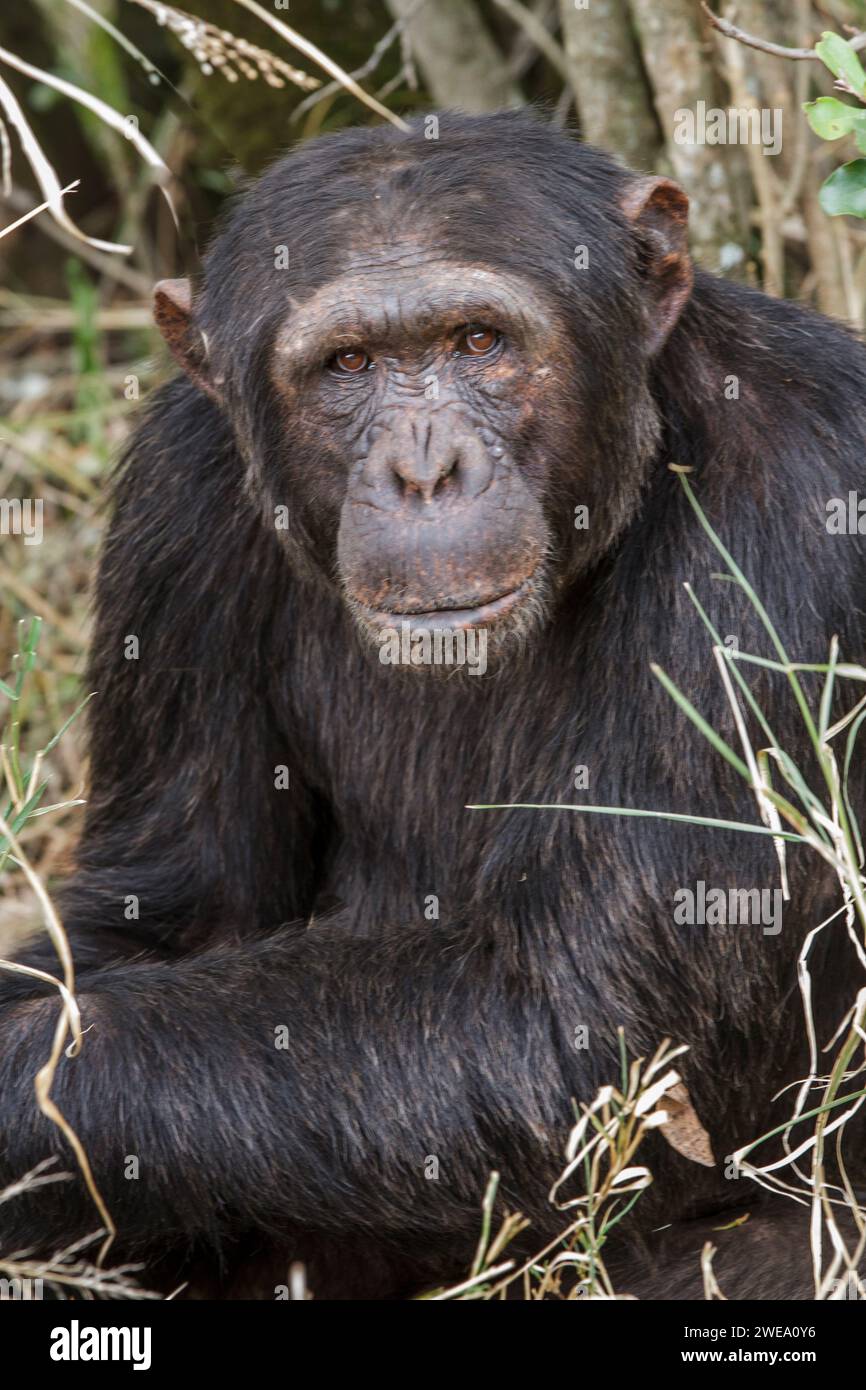 Gemeiner Schimpanse (Pan troglodytes), Afrika, Kenia, Stock Photo