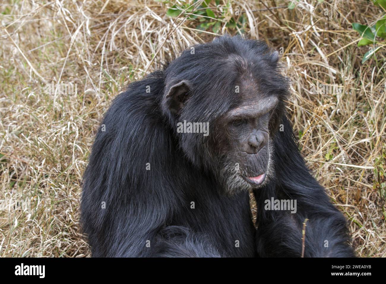 Gemeiner Schimpanse (Pan troglodytes), Afrika, Kenia, Sweewaters Tented Camp, Stock Photo