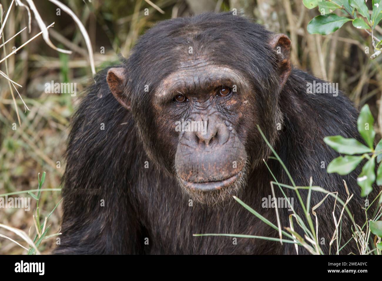 Gemeiner Schimpanse (Pan troglodytes), Afrika, Kenia, Stock Photo