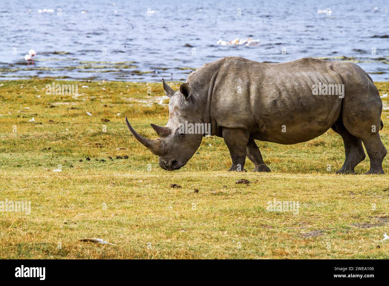 Breitmaulnashorn (Ceratotherium simum) Stock Photo