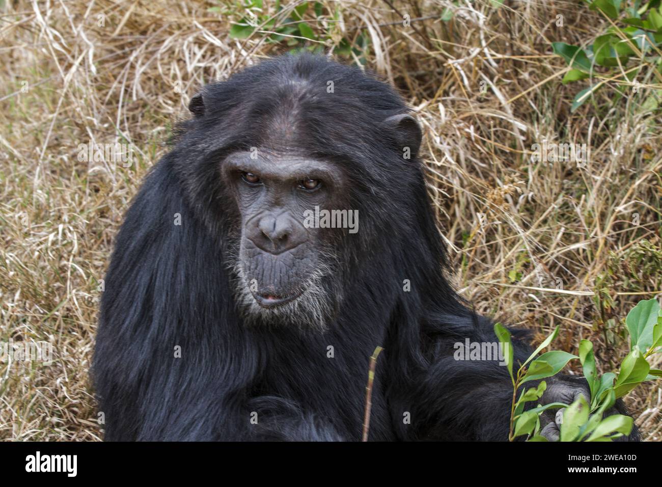 Gemeiner Schimpanse (Pan troglodytes), Afrika, Kenia, Sweewaters Tented Camp, Stock Photo