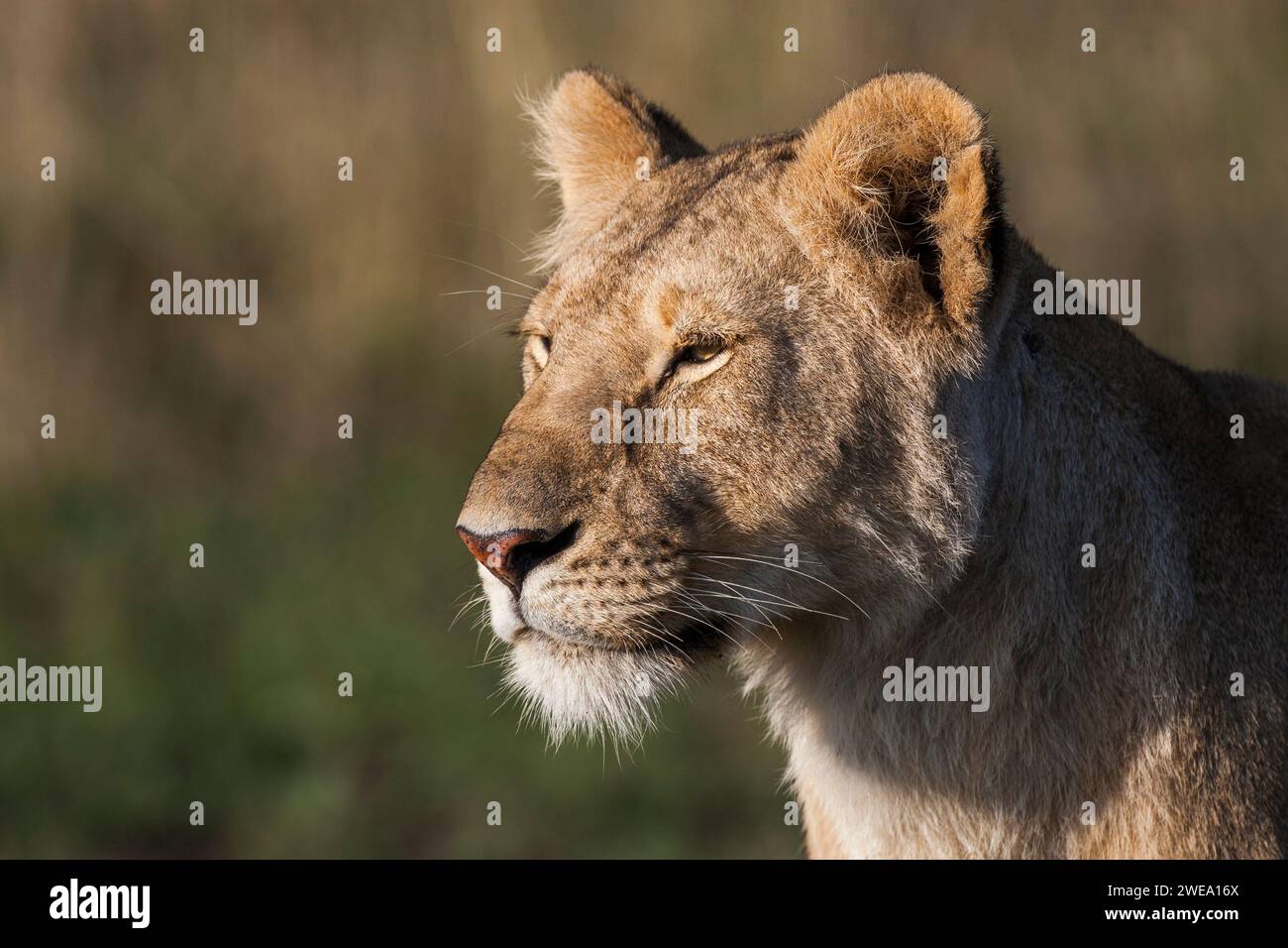 Porträt einer Löwin (Panthera leo) Stock Photo