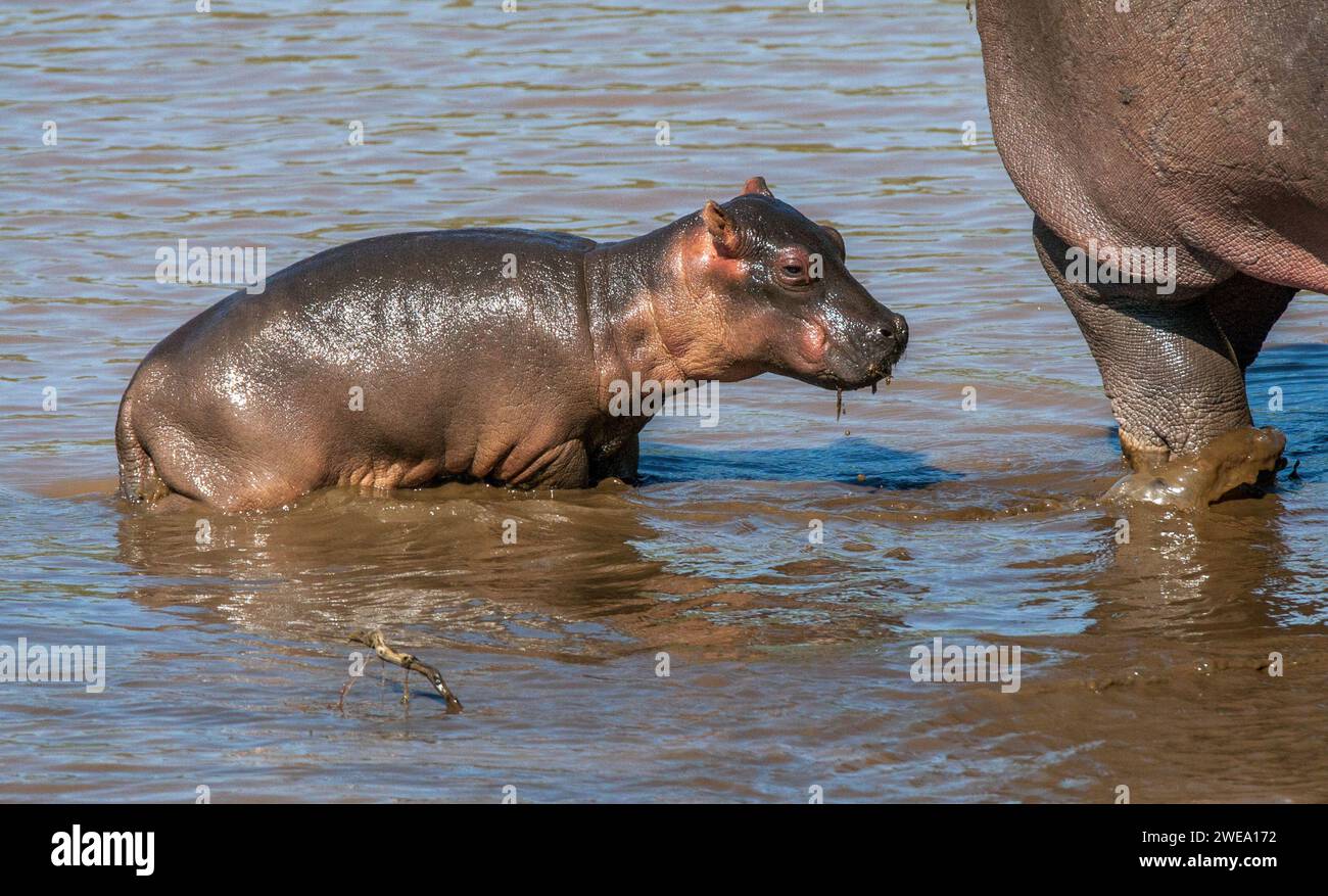 Nilpferd mit Jungtier, (Hippopotamus amphibius), Flußpferd, Flusspferd, Stock Photo