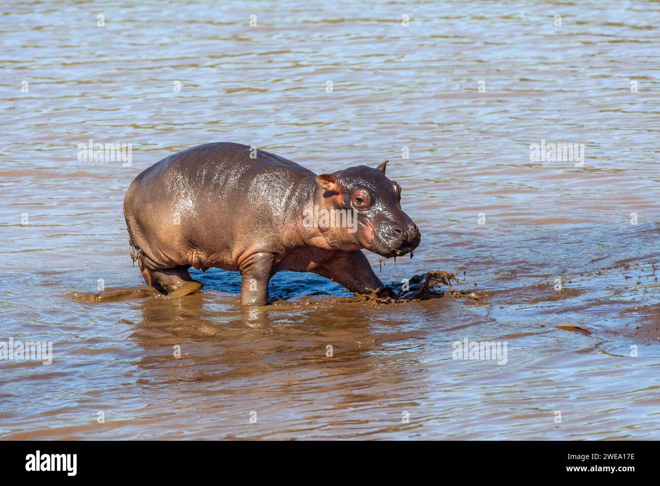 Junges Flusspferd (Hippopotamus amphibius) juvenil, Afrika, Kenia, Masai Mara, Stock Photo