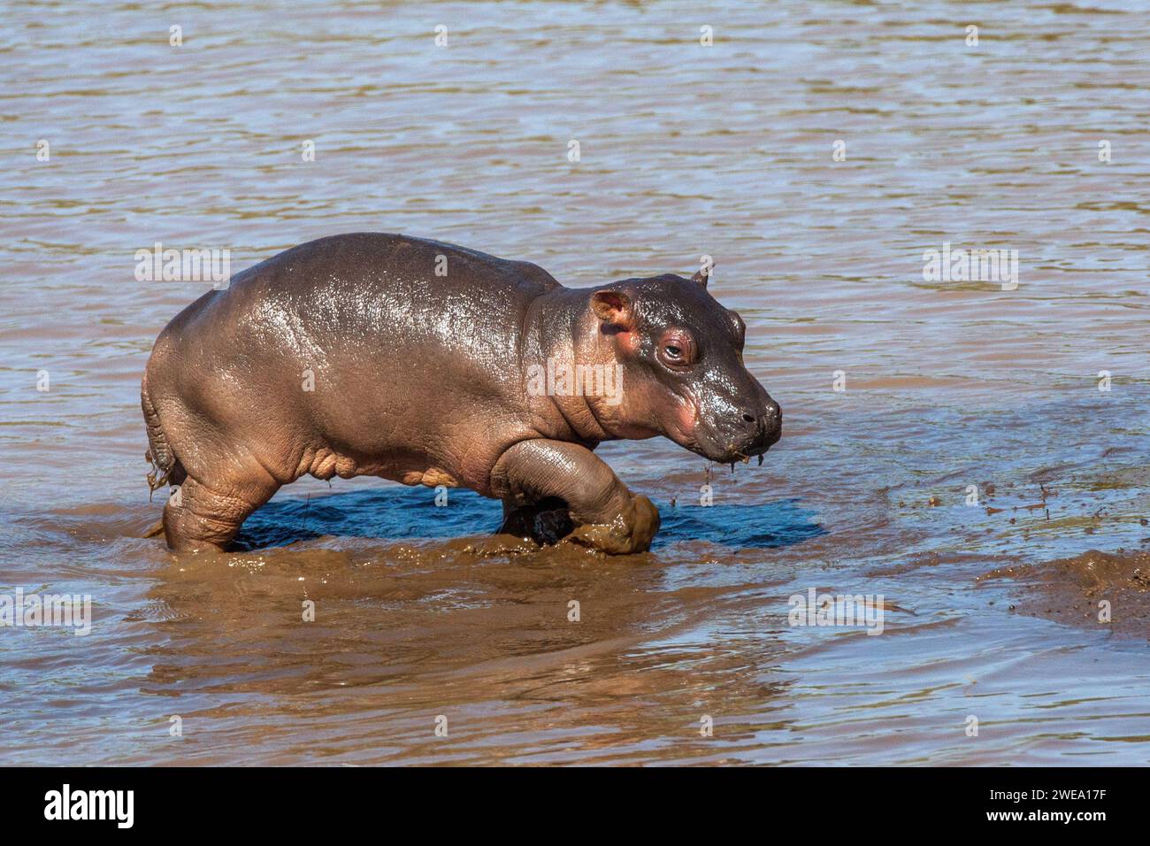 Junges Flusspferd (Hippopotamus amphibius) juvenil, Afrika, Kenia, Masai Mara, Stock Photo