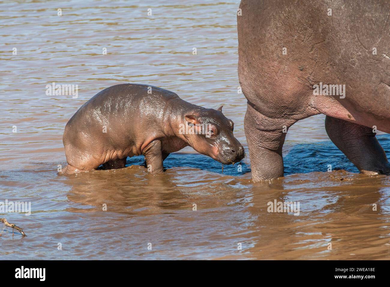 Nilpferd mit Jungtier, (Hippopotamus amphibius), Flußpferd, Flusspferd, Stock Photo